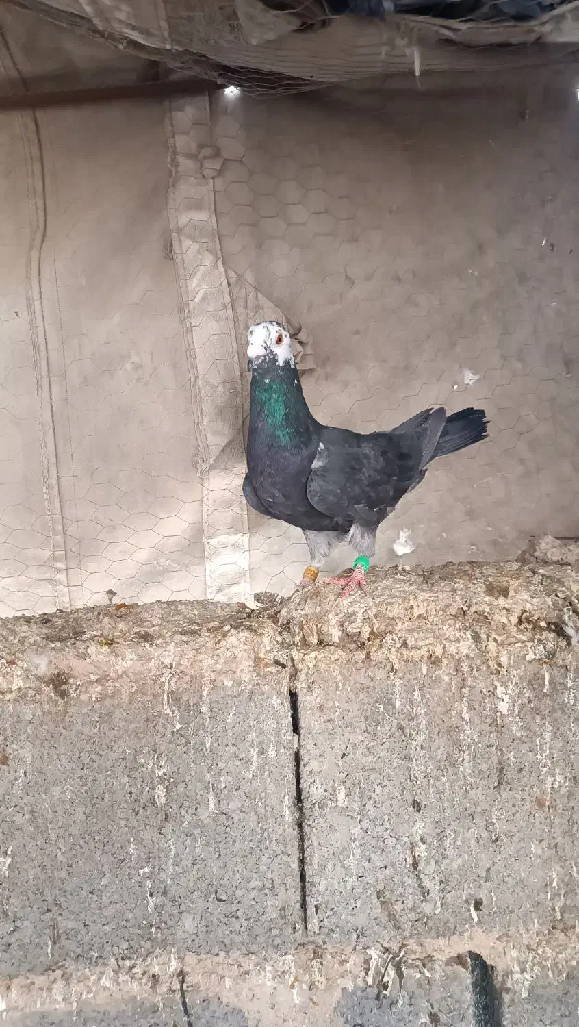 پرنده|پرنده|ارسنجان, |دیوار