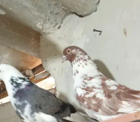 گم شده|پرنده|گرگان, |دیوار