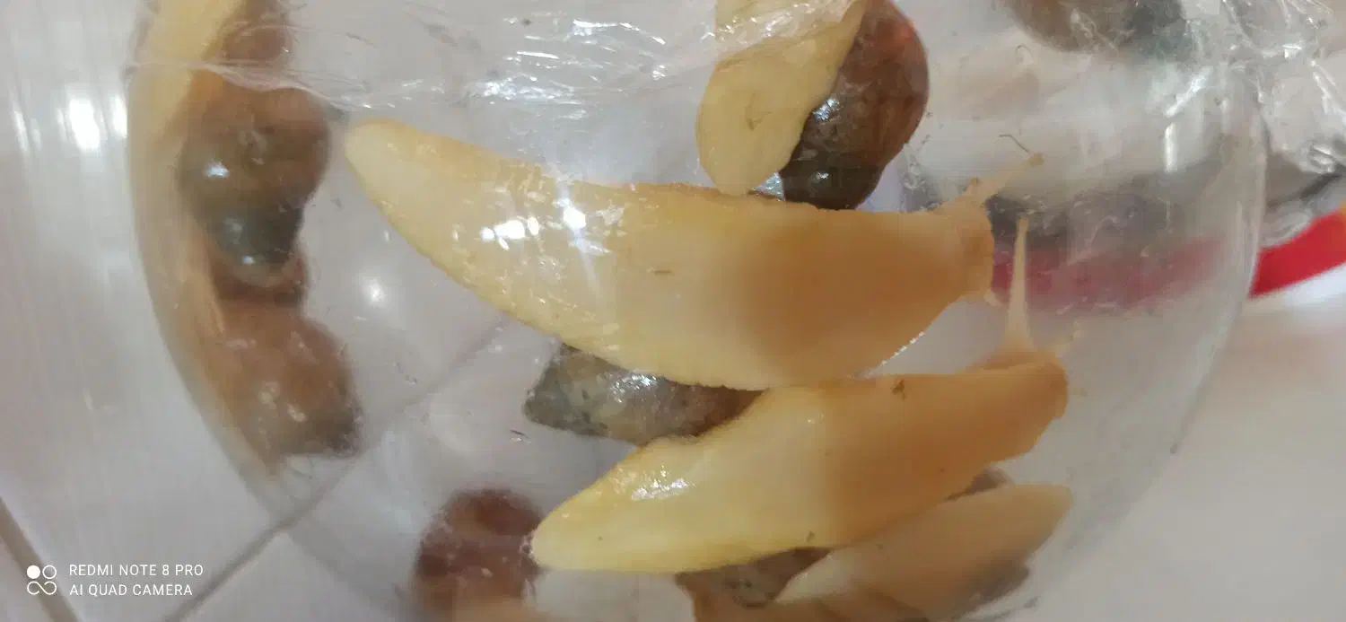 حلزون بزرگ|خزنده|کرمانشاه, |دیوار