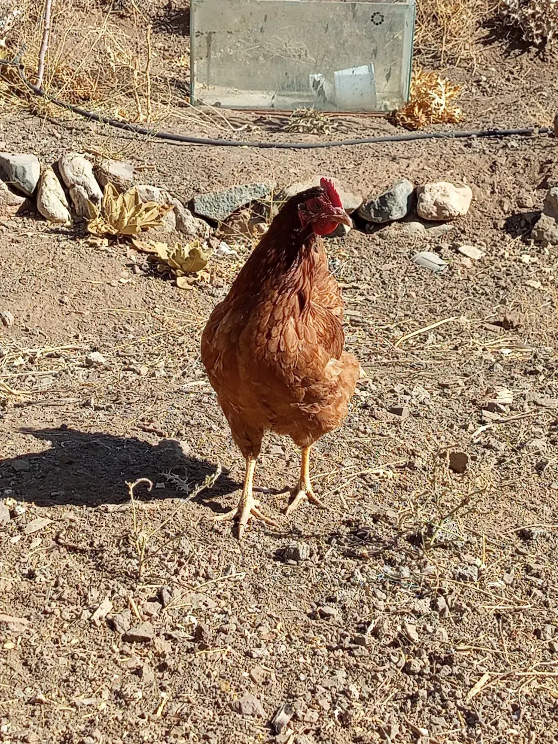 تعدادی مرغ بومی جوان|حیوانات مزرعه|دلیجان, |دیوار