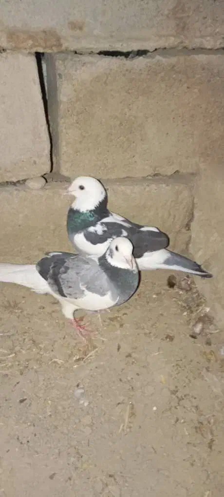 کبوتر|پرنده|زهک, |دیوار