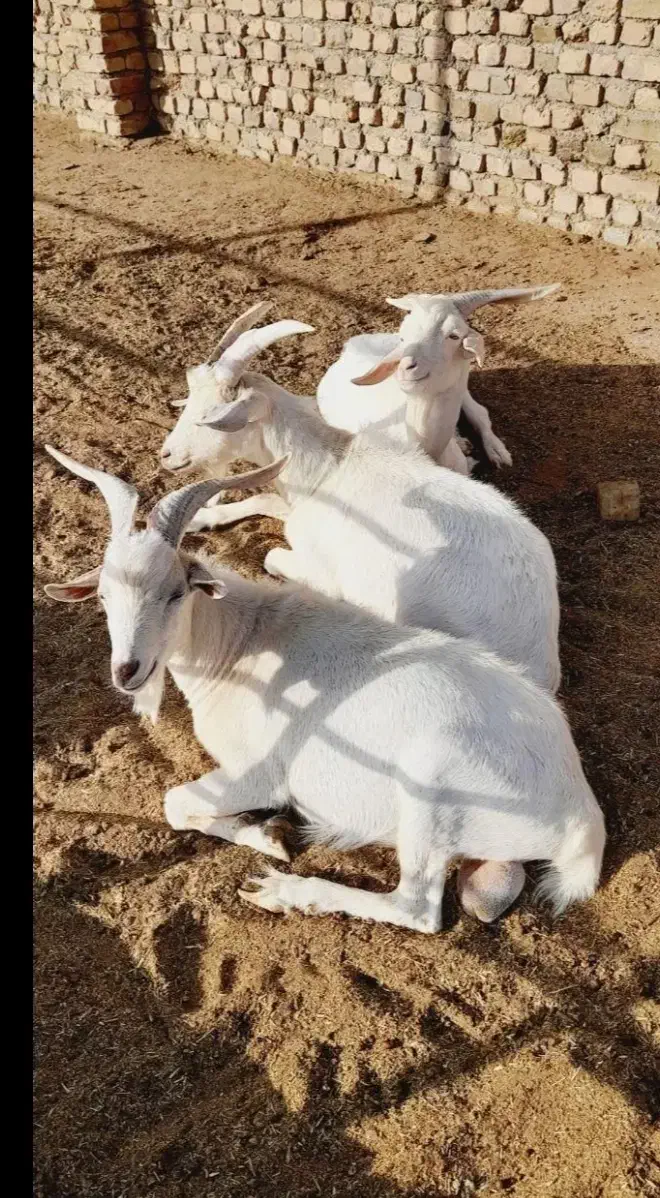 بزغاله سانن|حیوانات مزرعه|گناباد, |دیوار