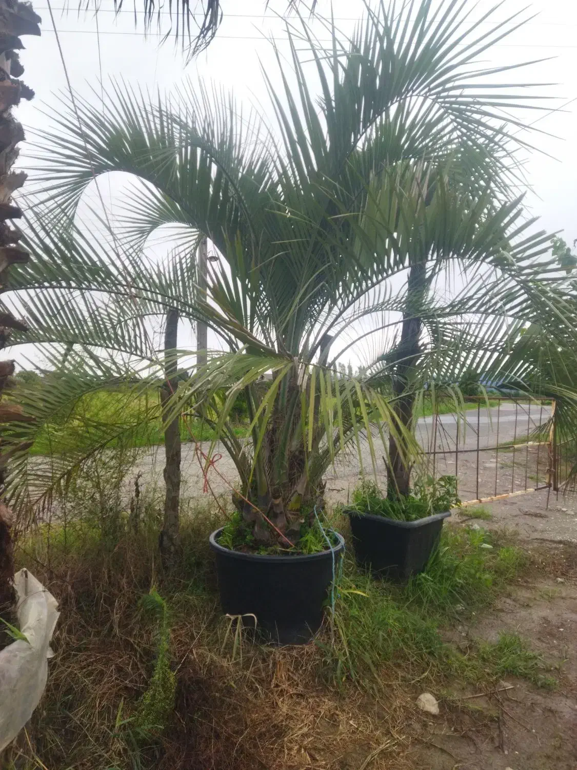 فینیکس آبی|خدمات باغبانی و درختکاری|رودسر, |دیوار