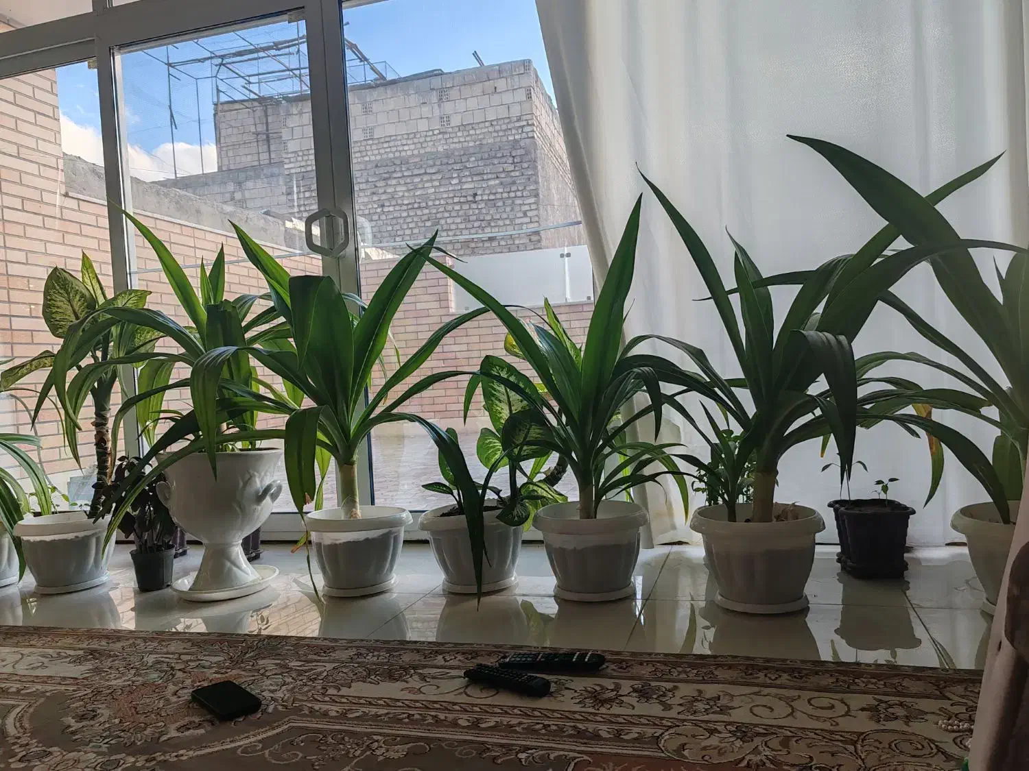 فروش گل اشک ملکه|گل و گیاه طبیعی|مبارکه, |دیوار