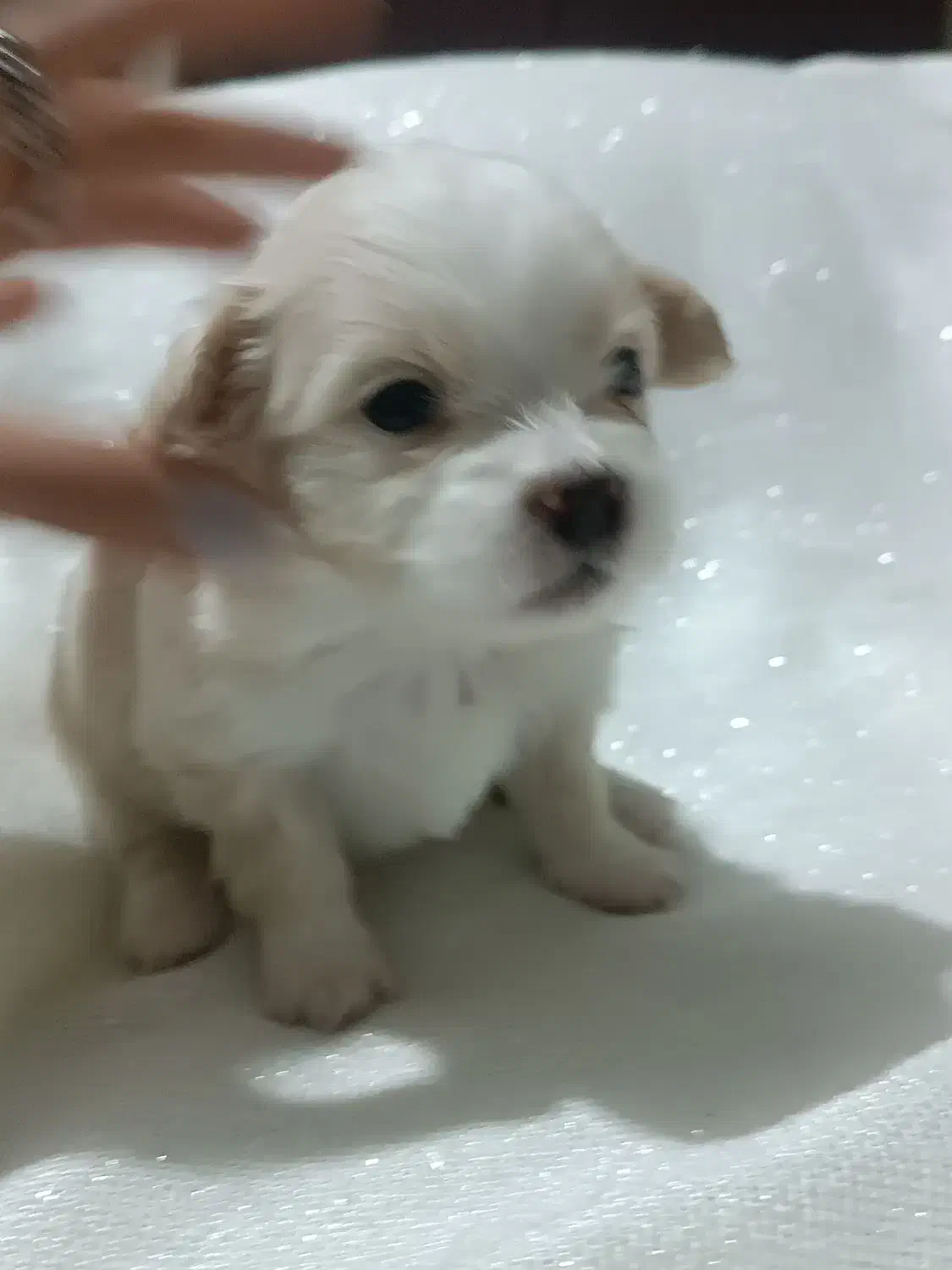 پامر اشپیتز|سگ|تهران, مینای شمالی (مخبر)|دیوار