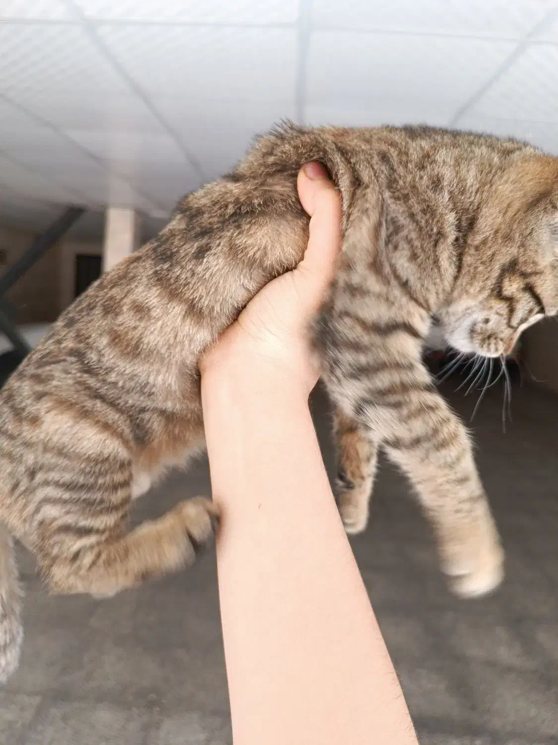 بچه گربه۲ ماهه واگذاری|گربه|شیراز, فرگاز|دیوار