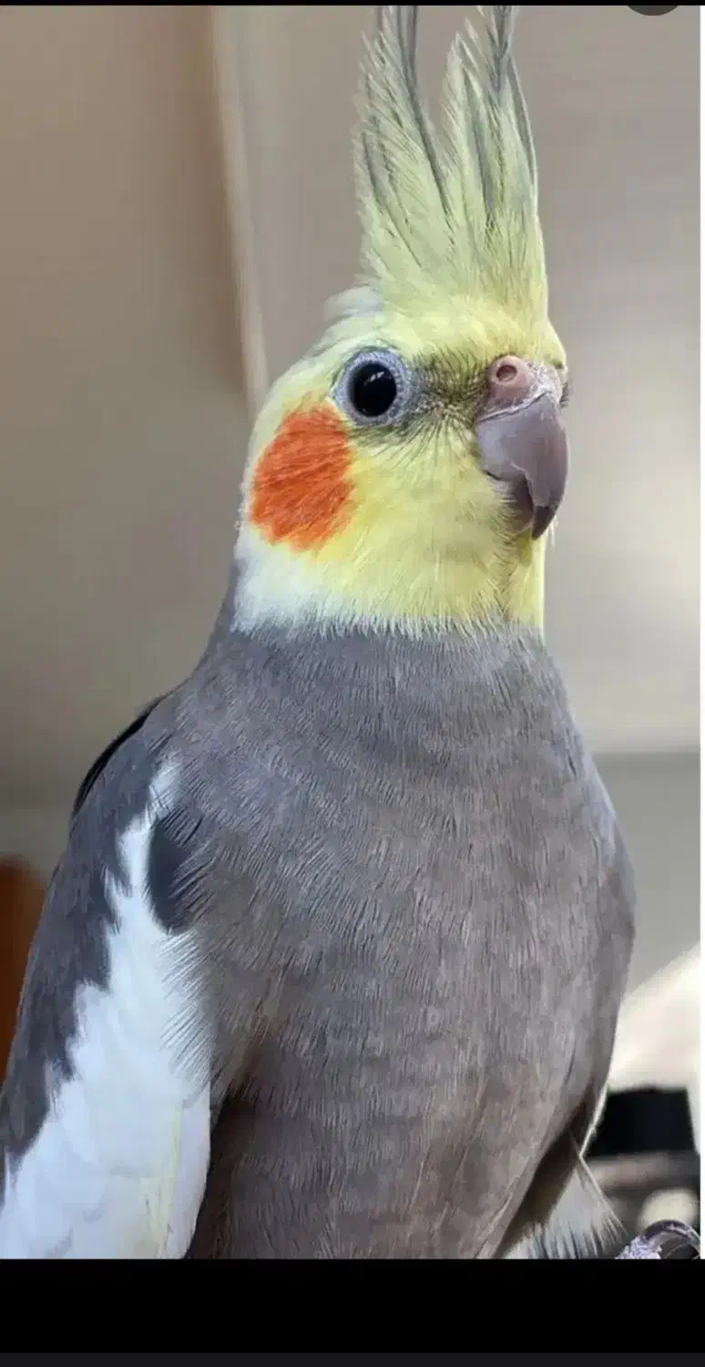 عروس هلندی|پرنده|رباط‌کریم, نصیرشهر|دیوار