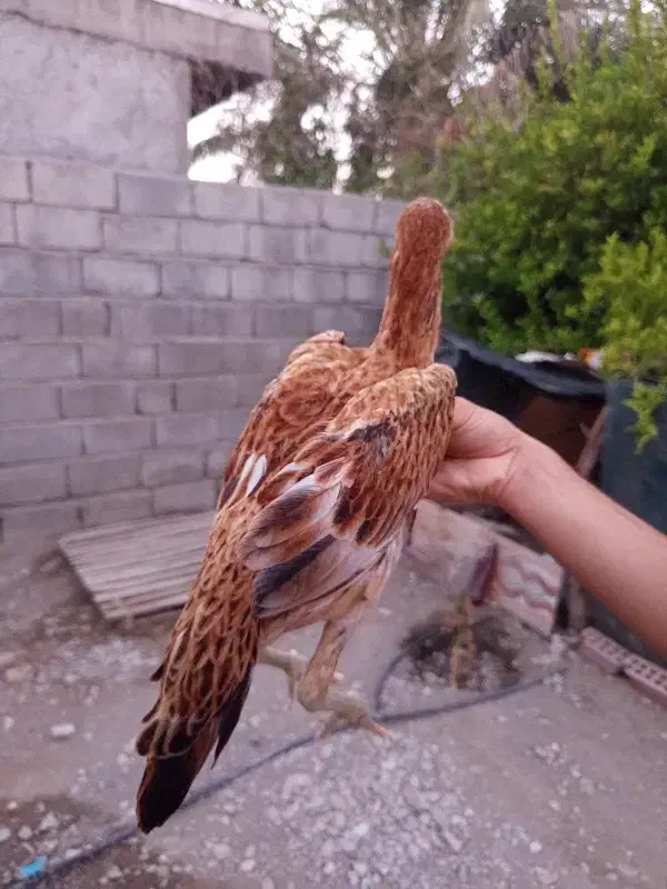 یک عدد تیشت نسل دار فروشی|حیوانات مزرعه|توکهور, |دیوار