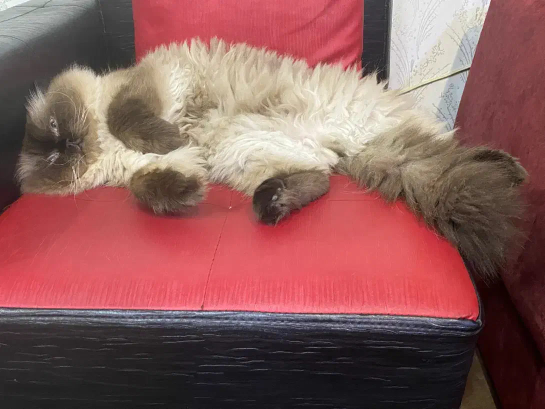 گربه|گربه|اهواز, آریاشهر|دیوار