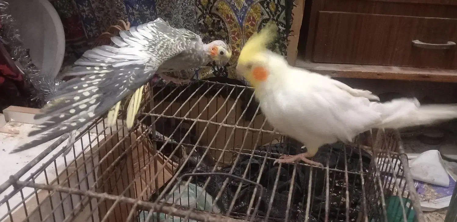 جفت طوطی مرواریدی و لوتینو دستی با قفس و وسایل|پرنده|بهبهان, |دیوار