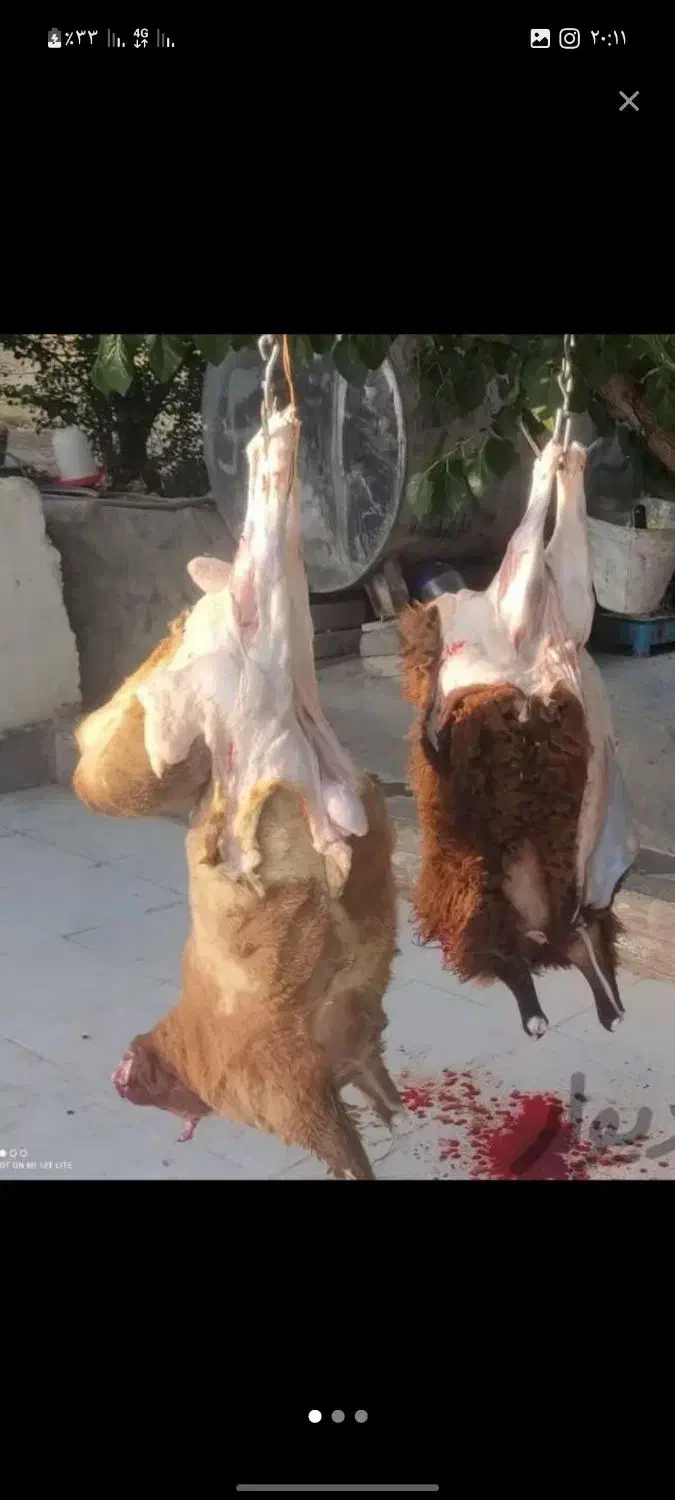 ذبح گوسفند در پارس اباد و حومه|خدمات پذیرایی، مراسم|پارسآباد, |دیوار