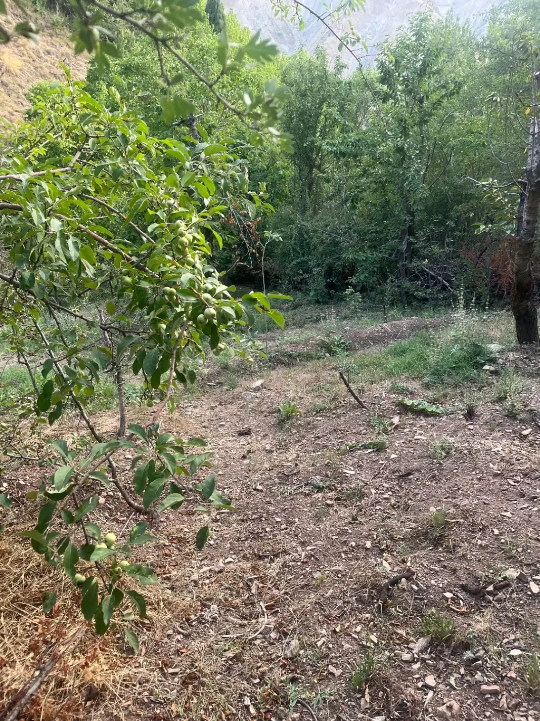 زمین در فشم اهار|فروش زمین و ملک کلنگی|تهران, نارمک جنوبی|دیوار