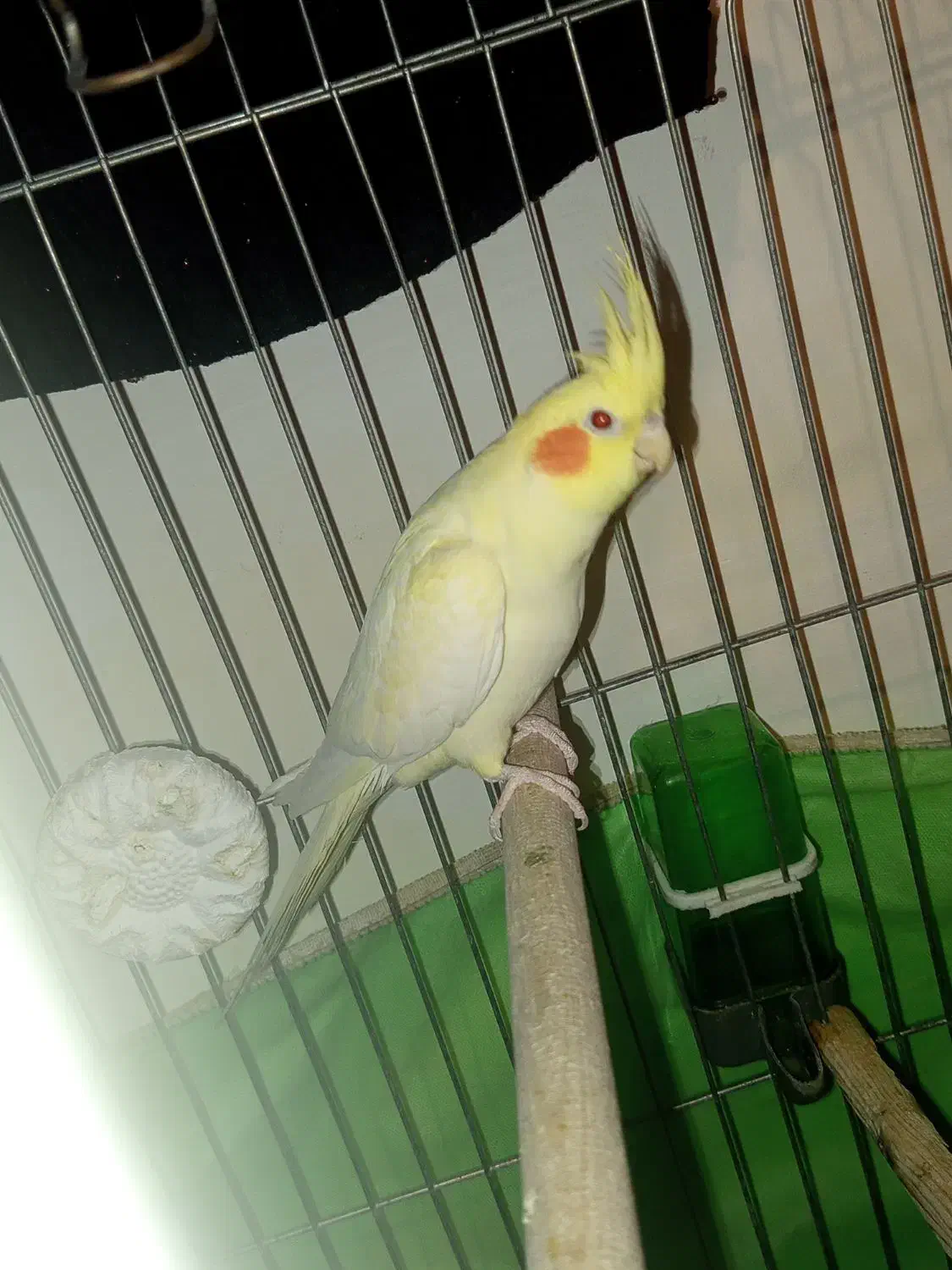 عروس هلندی ۵ماهه|پرنده|نسیمشهر, |دیوار