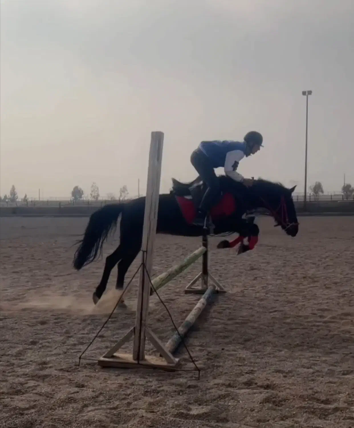 اسب نژاد کرد|اسب و تجهیزات اسب‌سواری|سمنان, |دیوار