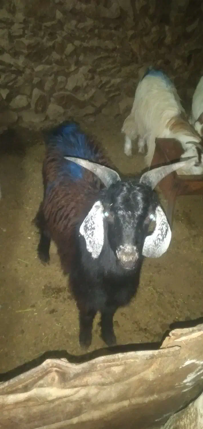 فروش بزغاله بره ومیش|حیوانات مزرعه|بجنورد, |دیوار