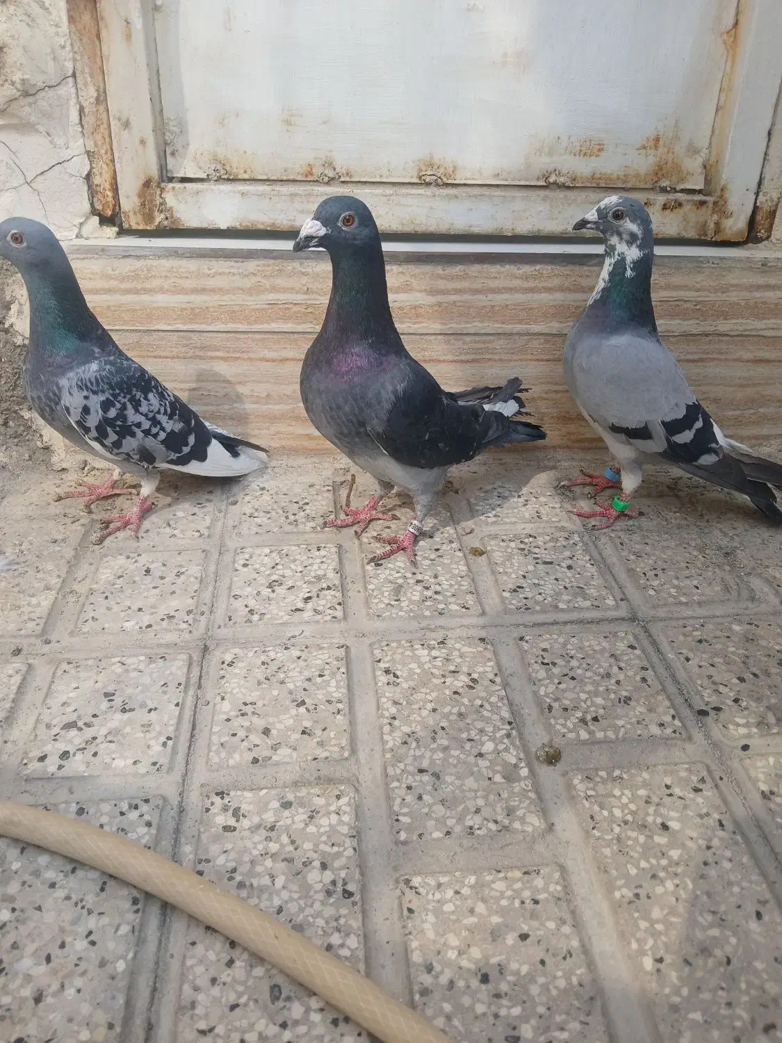 سه تا صید دونه ۲۵۰|پرنده|مشهد, مشکینی (شهرک غرب)|دیوار