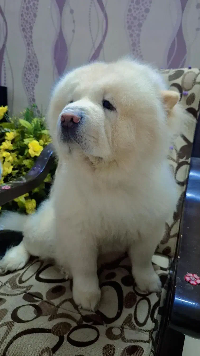 سگ چاوچاو|سگ|ساری, |دیوار