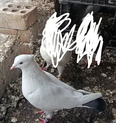 کفتر .|کلکسیون و سرگرمی|رامیان, |دیوار