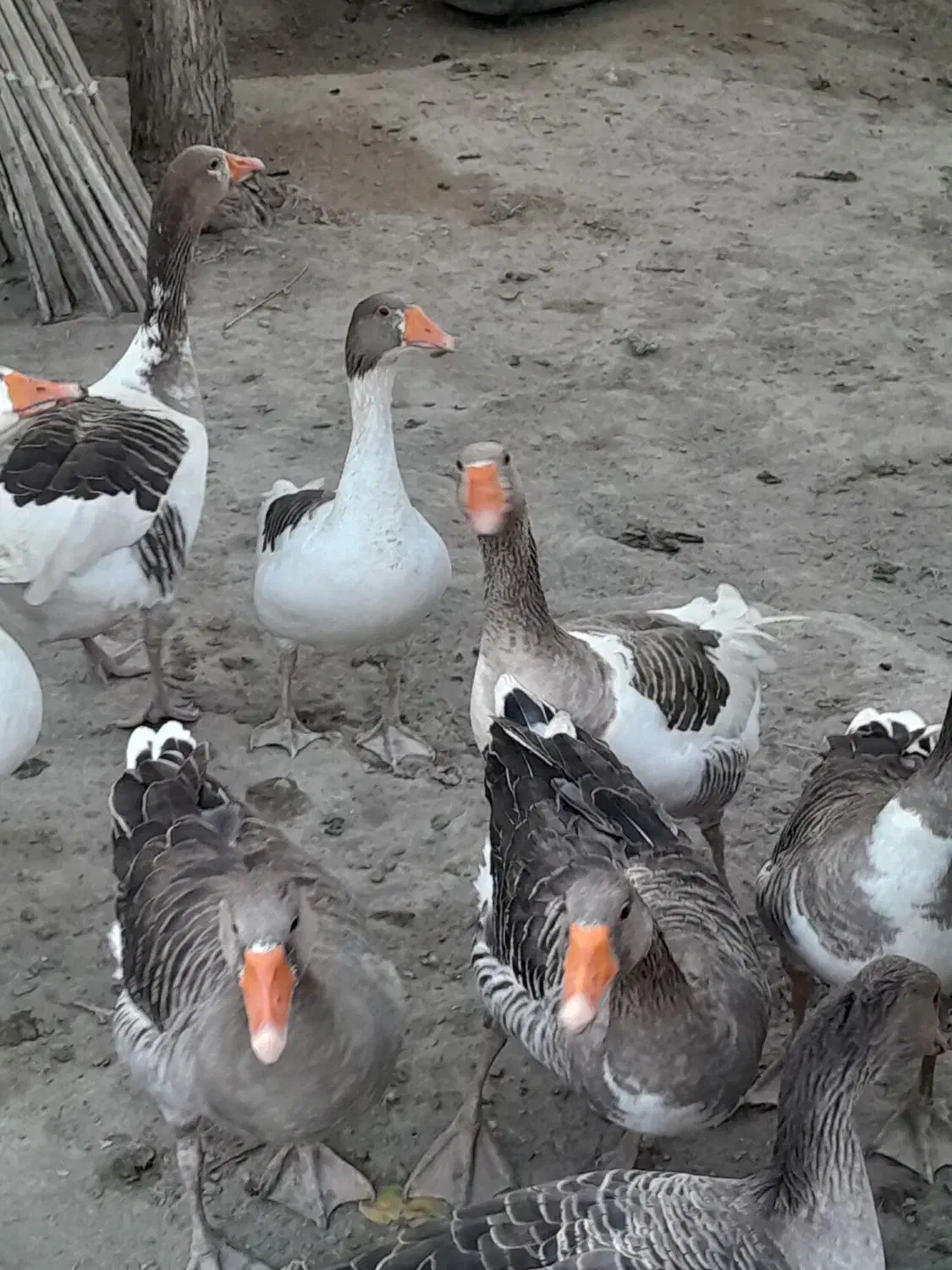 حیوانات درمزرعه|حیوانات مزرعه|میناب, |دیوار