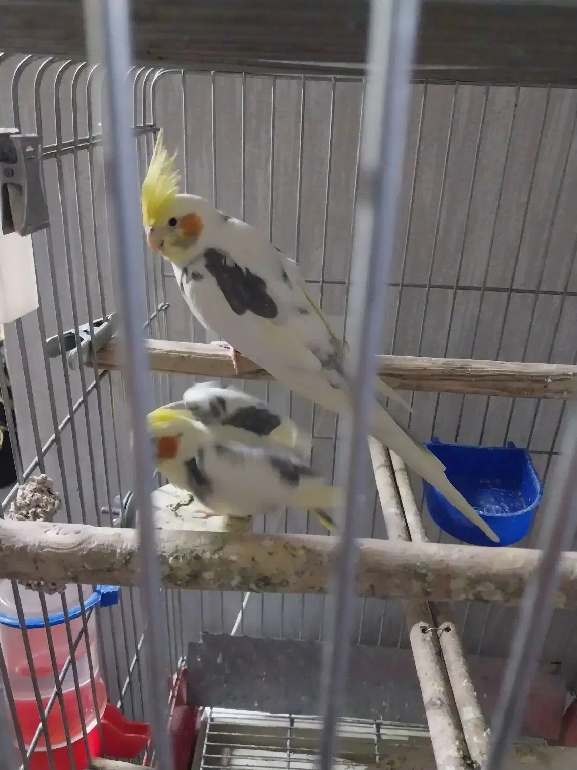 عروس نر|پرنده|تهران, زرگنده|دیوار