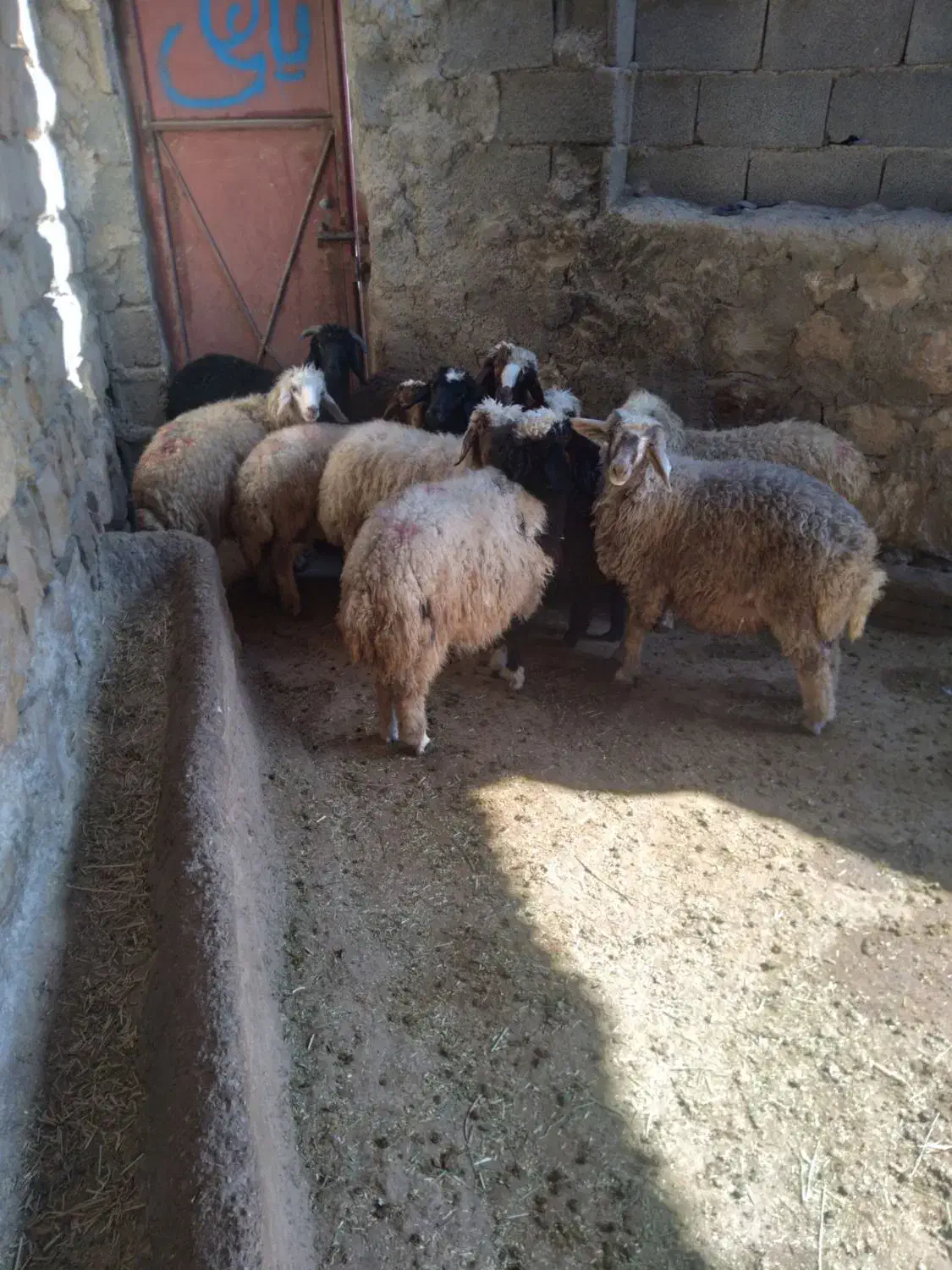 10راس بره 8راس نر و2راس ماده دوری|حیوانات مزرعه|حمیل, |دیوار