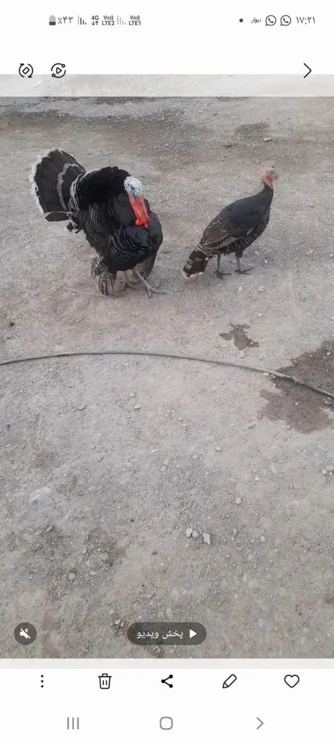 بوقلموجقت۴تومانمیناب|حیوانات مزرعه|میناب, |دیوار