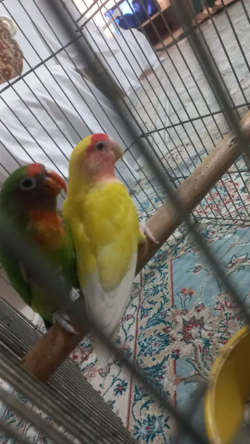 طوطی برزیلی ۲ عدد|پرنده|مشکیندشت, |دیوار