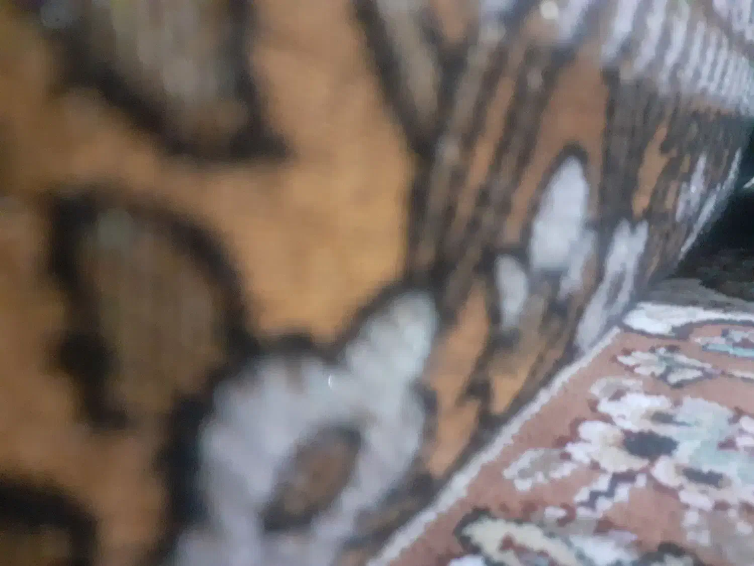 جایی امور خیریه میشناسید|فعالیت داوطلبانه|بروجرد, |دیوار