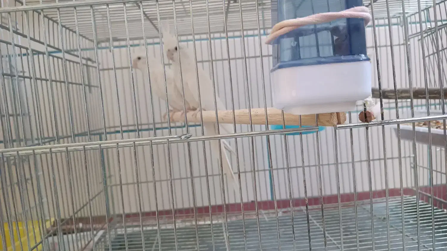 عروس هلندی|پرنده|شهرکرد, |دیوار