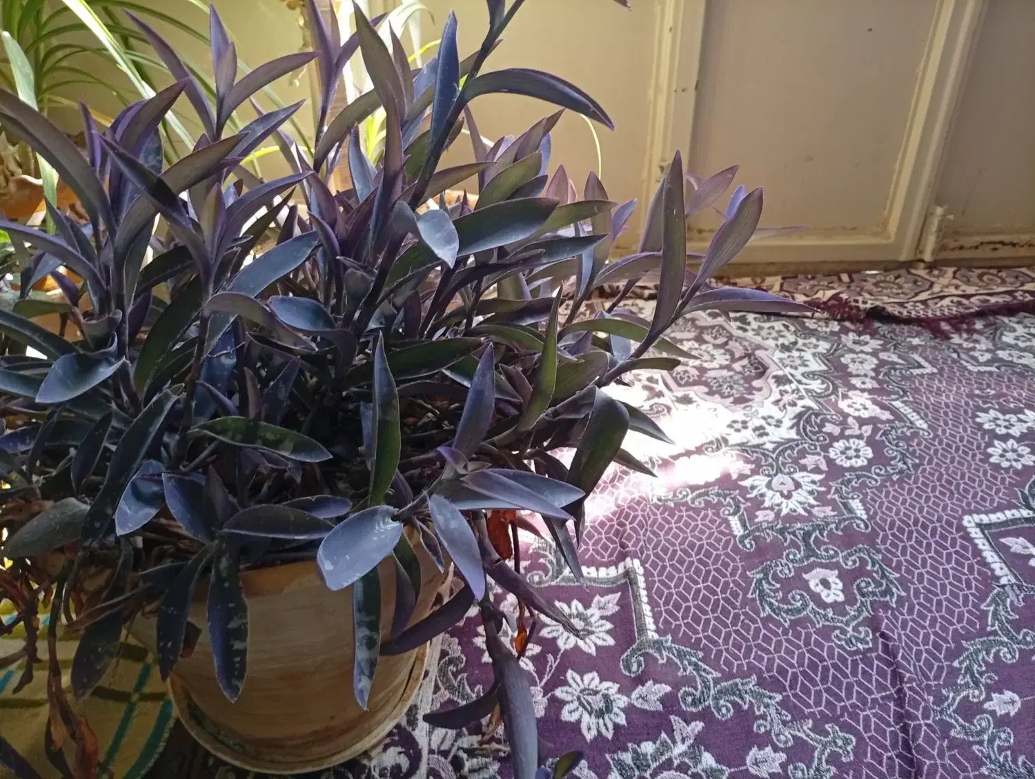 گل بادمجانی قیمت۵۰۰۰۰۰|گل و گیاه طبیعی|مهریز, |دیوار