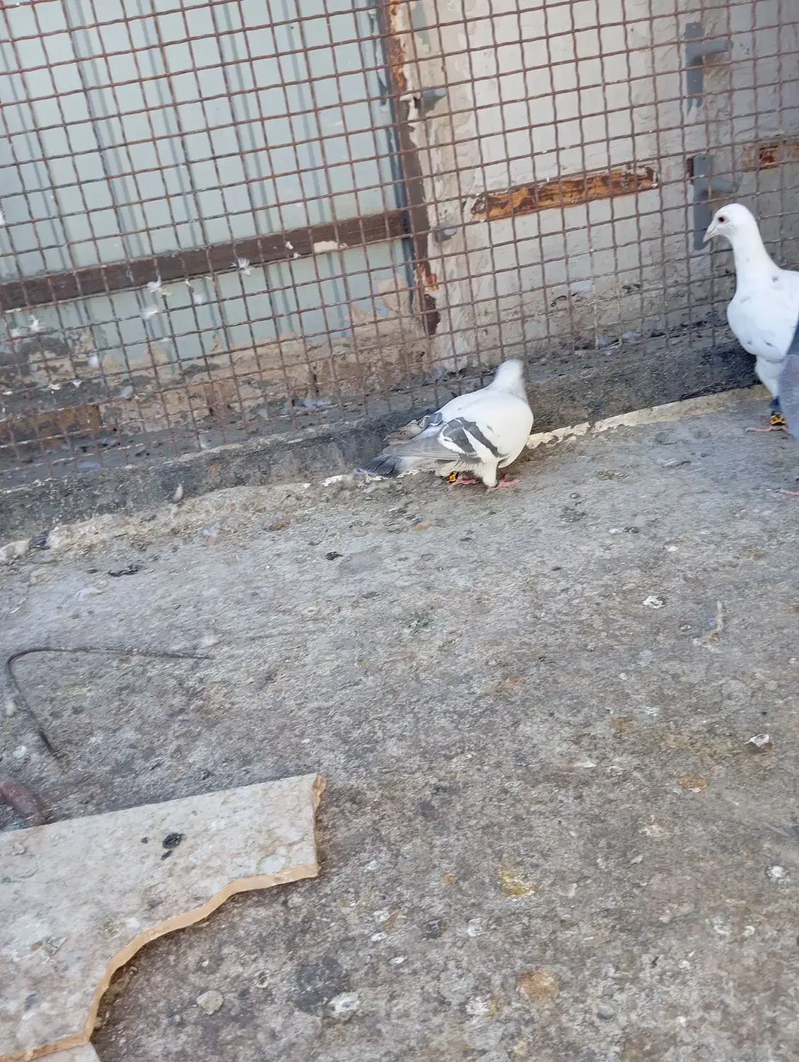 چهار تا نر قلدر و ضمانتی‌باسه‌تا‌جوجه‌|پرنده|تربت‌حیدریه, رضاشهر|دیوار