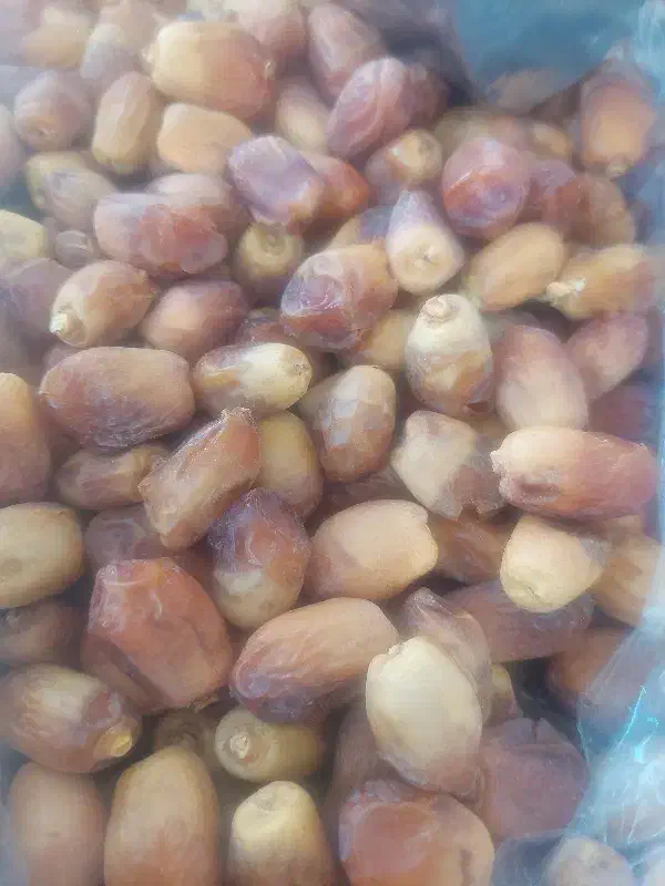 خرما قصب|حراج|شیراز, باغ تخت|دیوار