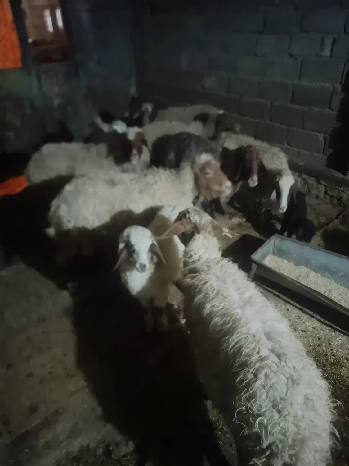 گوسفند 7عدد بفروش می رسد|حیوانات مزرعه|ایلام, |دیوار