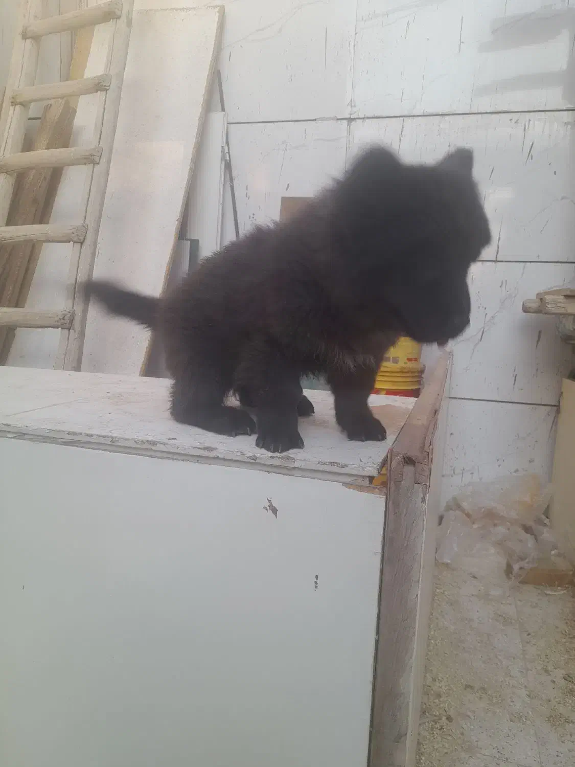 سگ چاوچاو قیمت ۱۵ تومان|سگ|اصفهان, بهارستان|دیوار