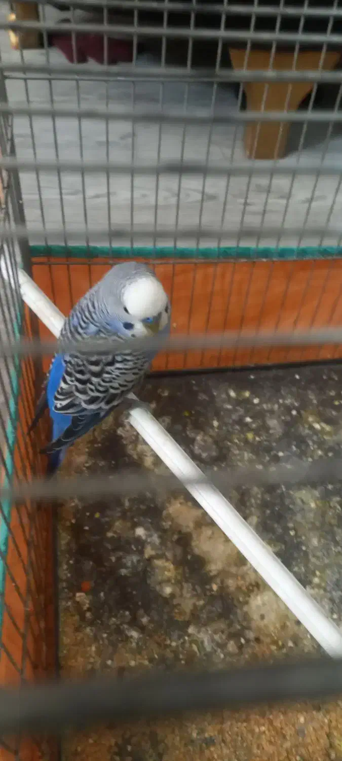 عروس هلندی و مرغ عشق|پرنده|کرمانشاه, |دیوار