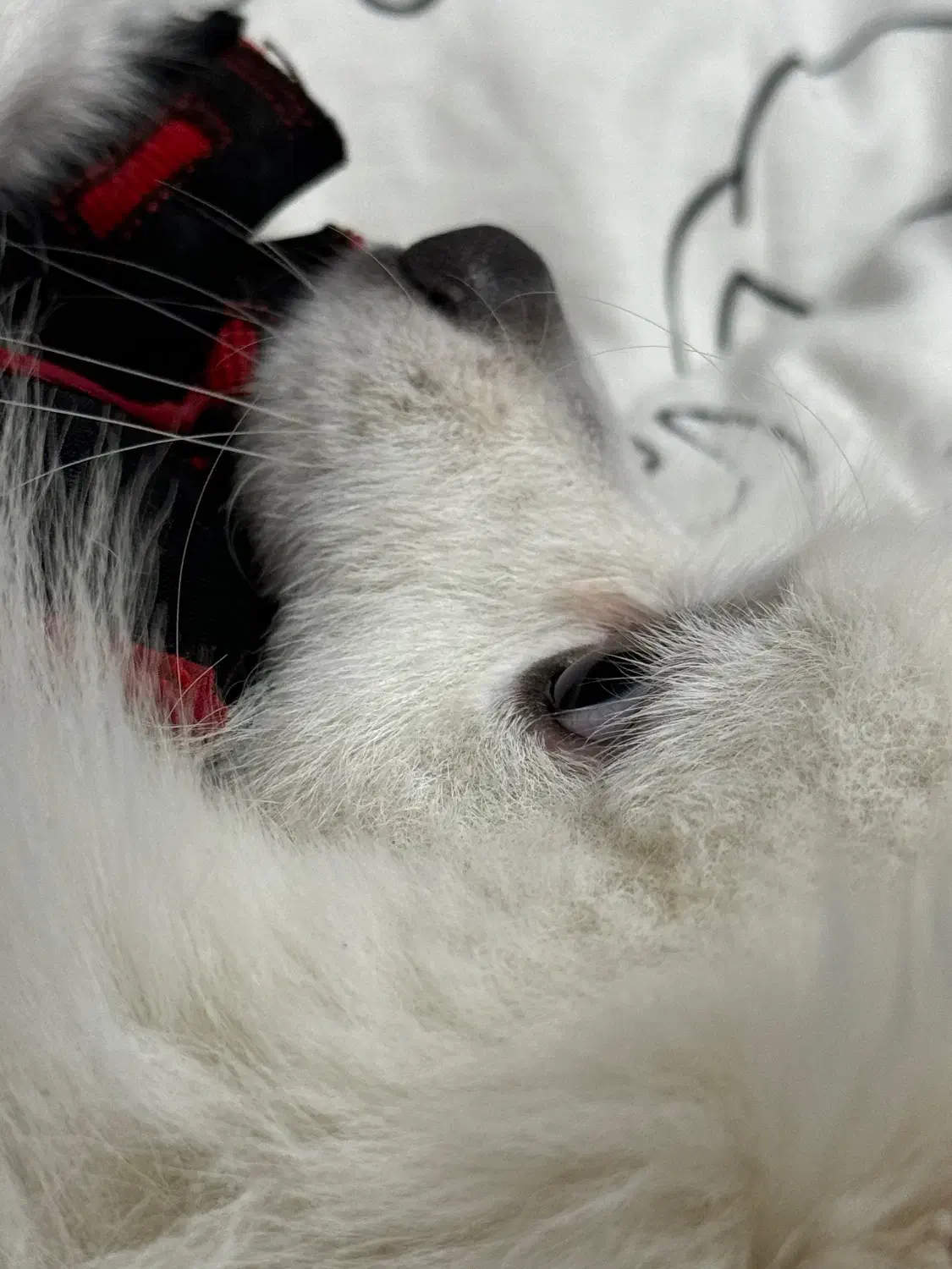 فروش پامر ۲ ساله نر|سگ|مشهد, چهارچشمه|دیوار