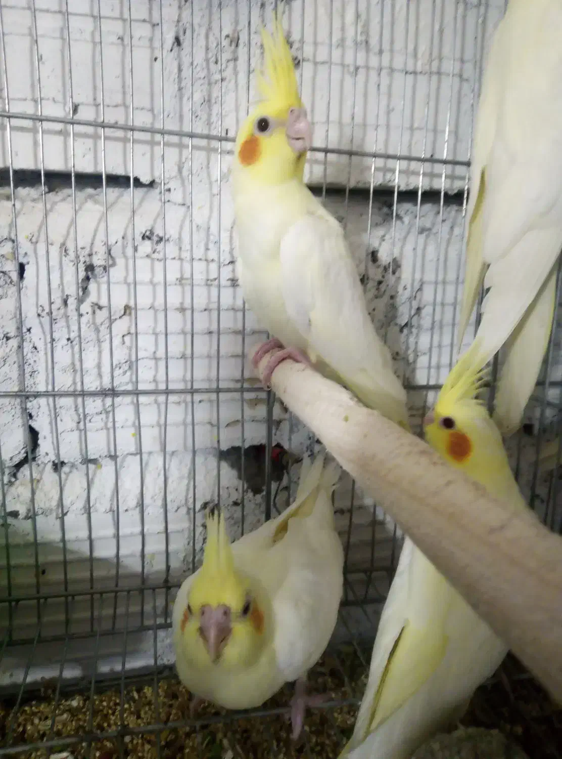 جوجه عروس هلندی لوتینو چشم شرابی رام و دونه خور|پرنده|بم, |دیوار