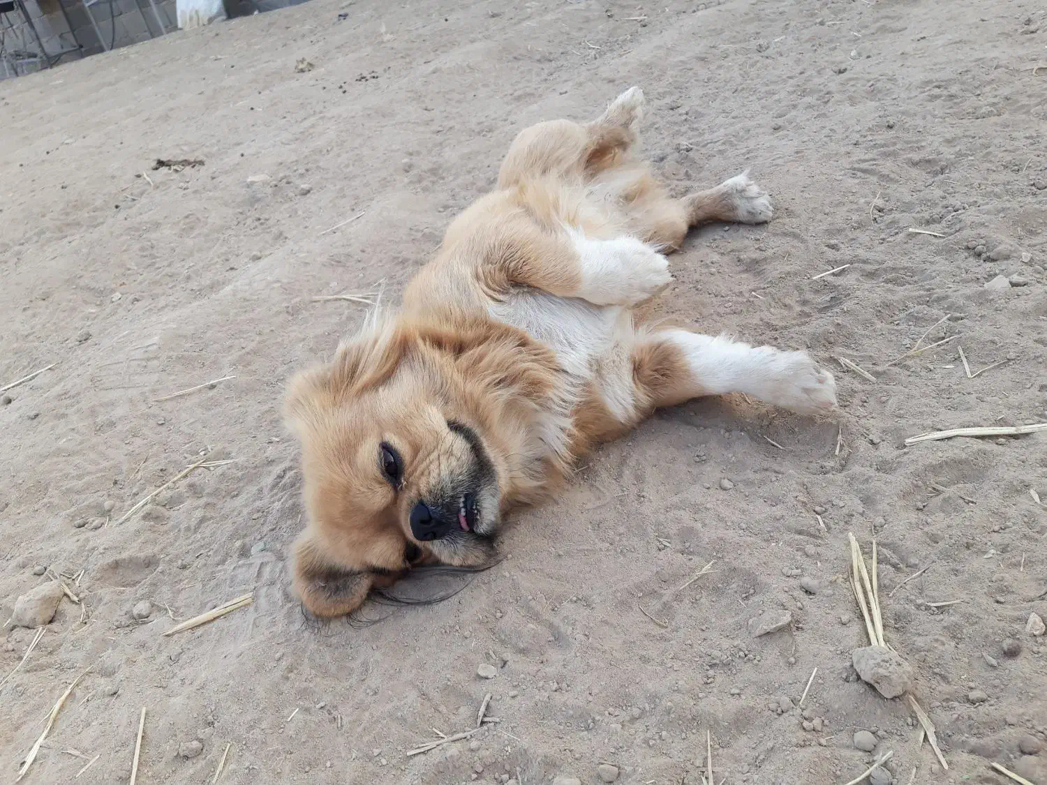 سگ باهوشوسالم|سگ|ورامین, شهرک صنعتی خیرآباد|دیوار