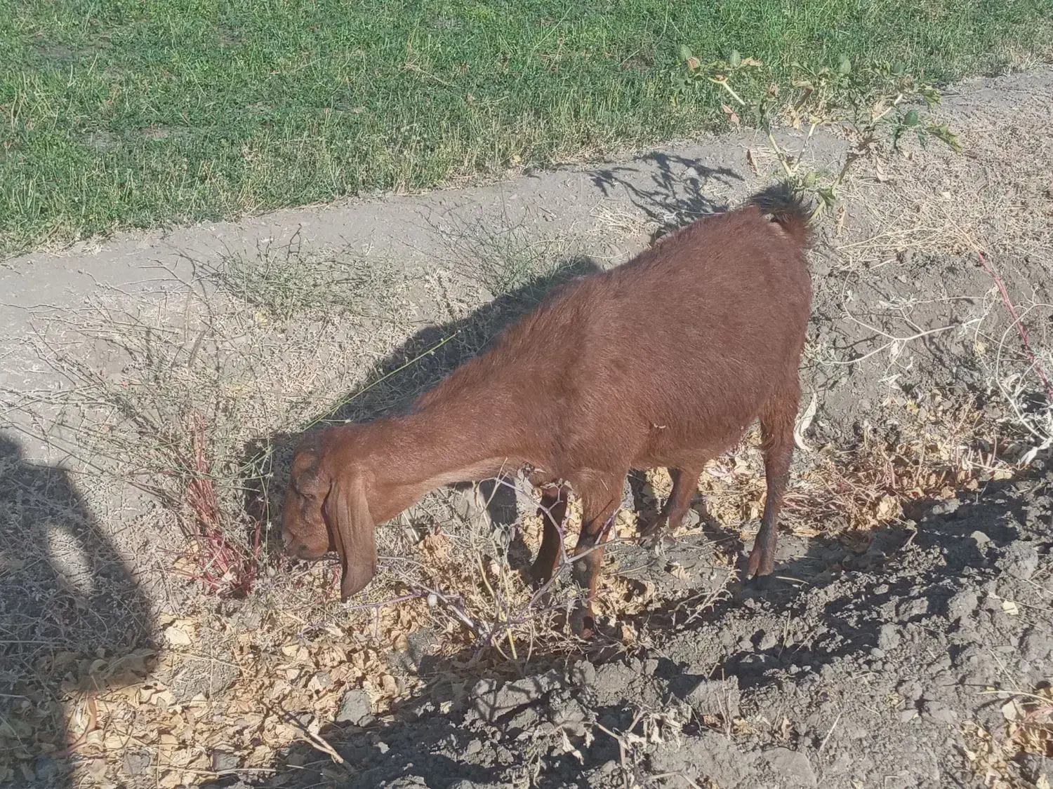 بز ماده جوان|حیوانات مزرعه|بروجرد, |دیوار