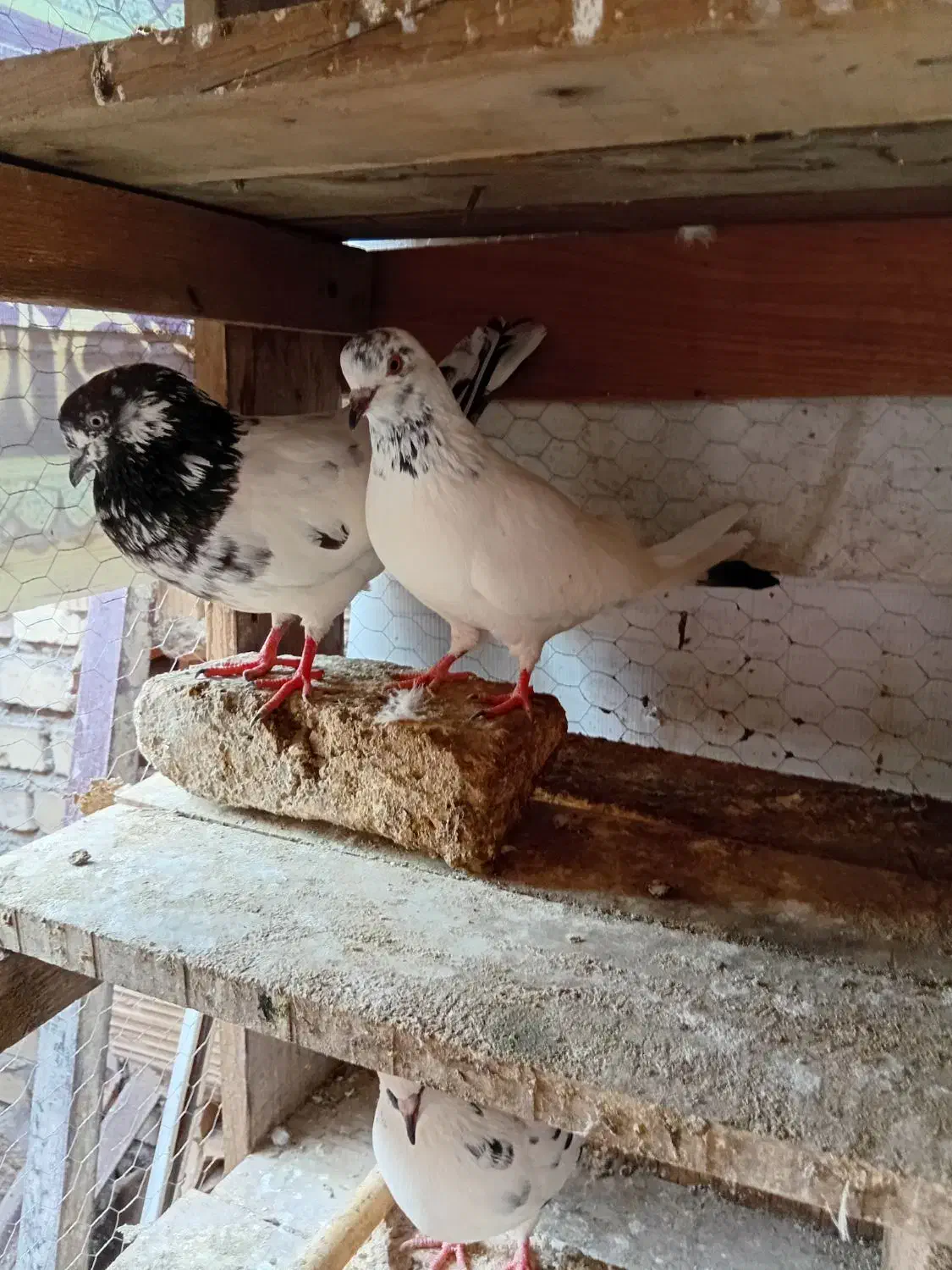 کبوتر کله دم سبز قیمت 500|پرنده|آق قلا, |دیوار