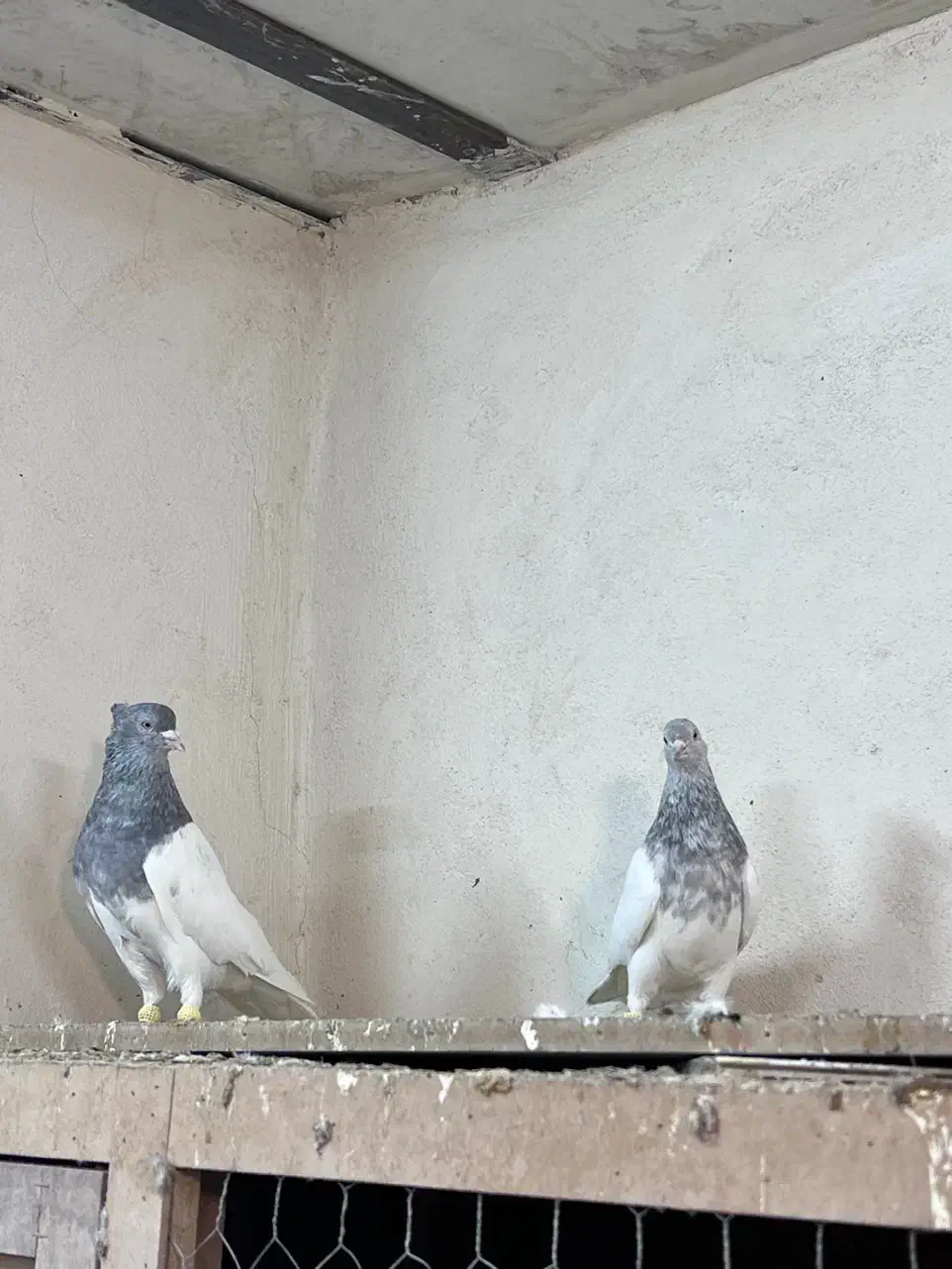 کفتر کله الماسی|پرنده|تهران, هفده شهریور|دیوار