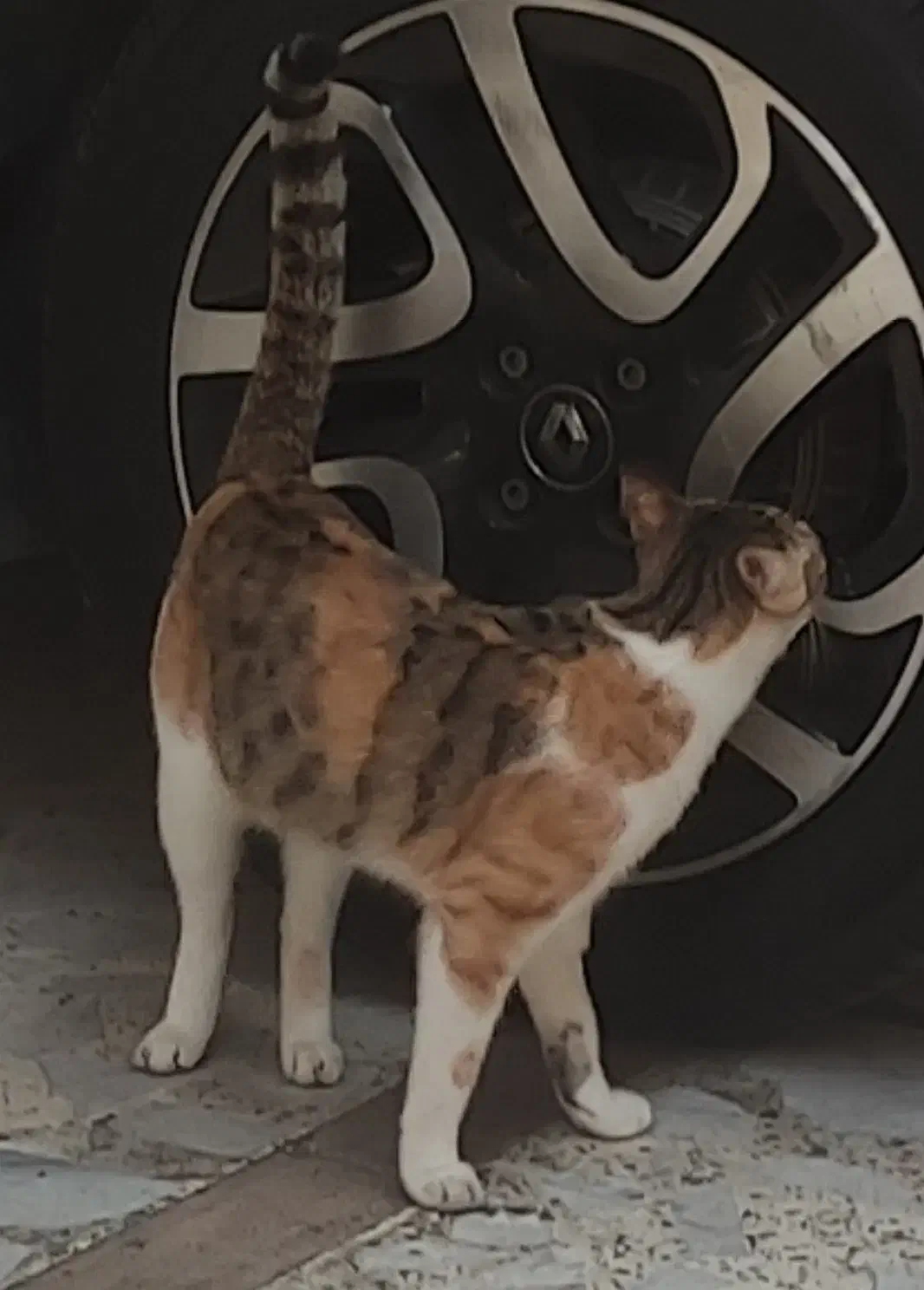 گمشده|حیوانات|رشت, معلم|دیوار