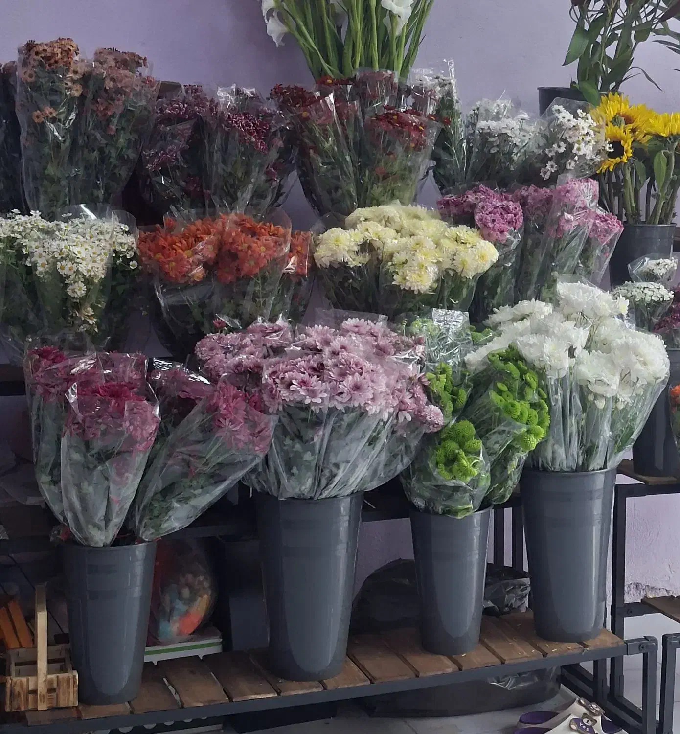 گل داوودی عمده|گل و گیاه طبیعی|تهران, شهرک شهید باقری|دیوار