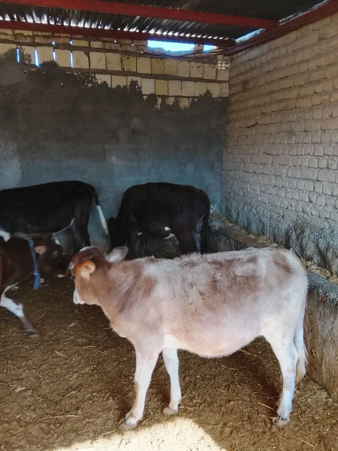 گوساله چاق|حیوانات مزرعه|کوهدشت, |دیوار