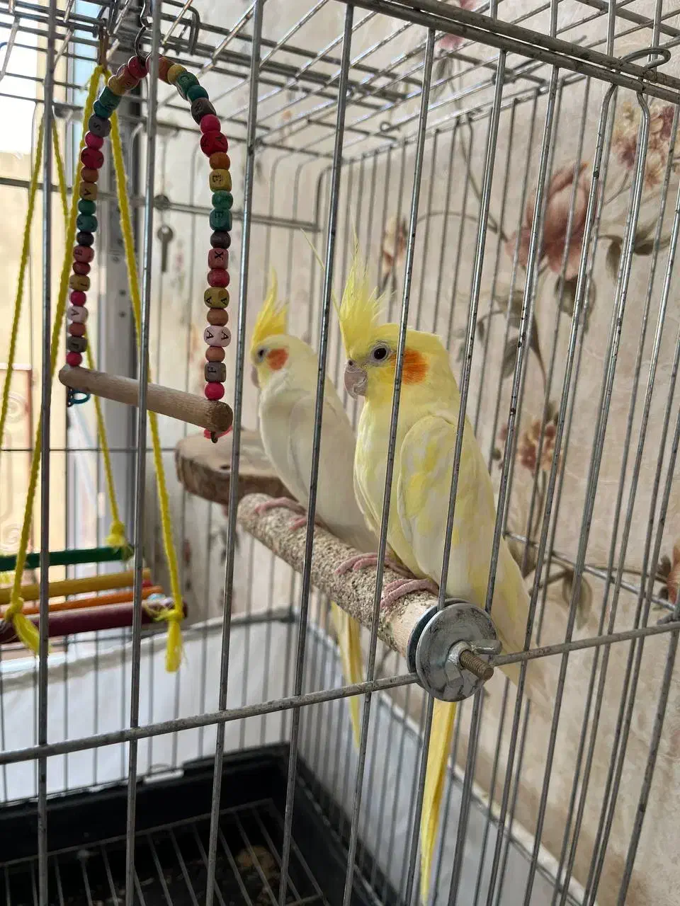 عروس هلندی مولد|پرنده|دیواندره, |دیوار