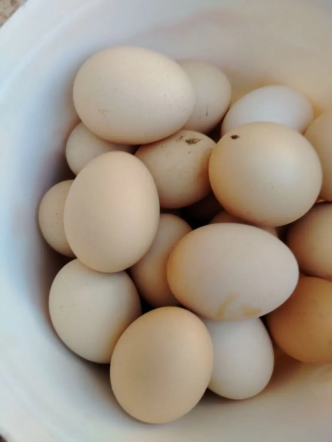 تخم مرغ محلی تازه|خوردنی و آشامیدنی|سبزوار, جوادیه شرقی|دیوار