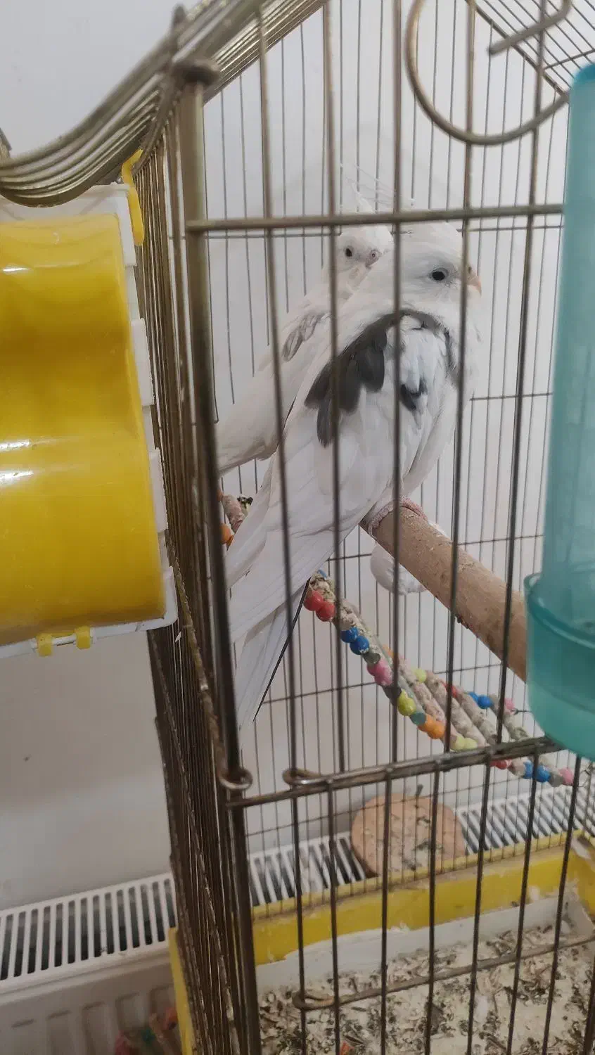 پرنده|پرنده|پیرانشهر, |دیوار