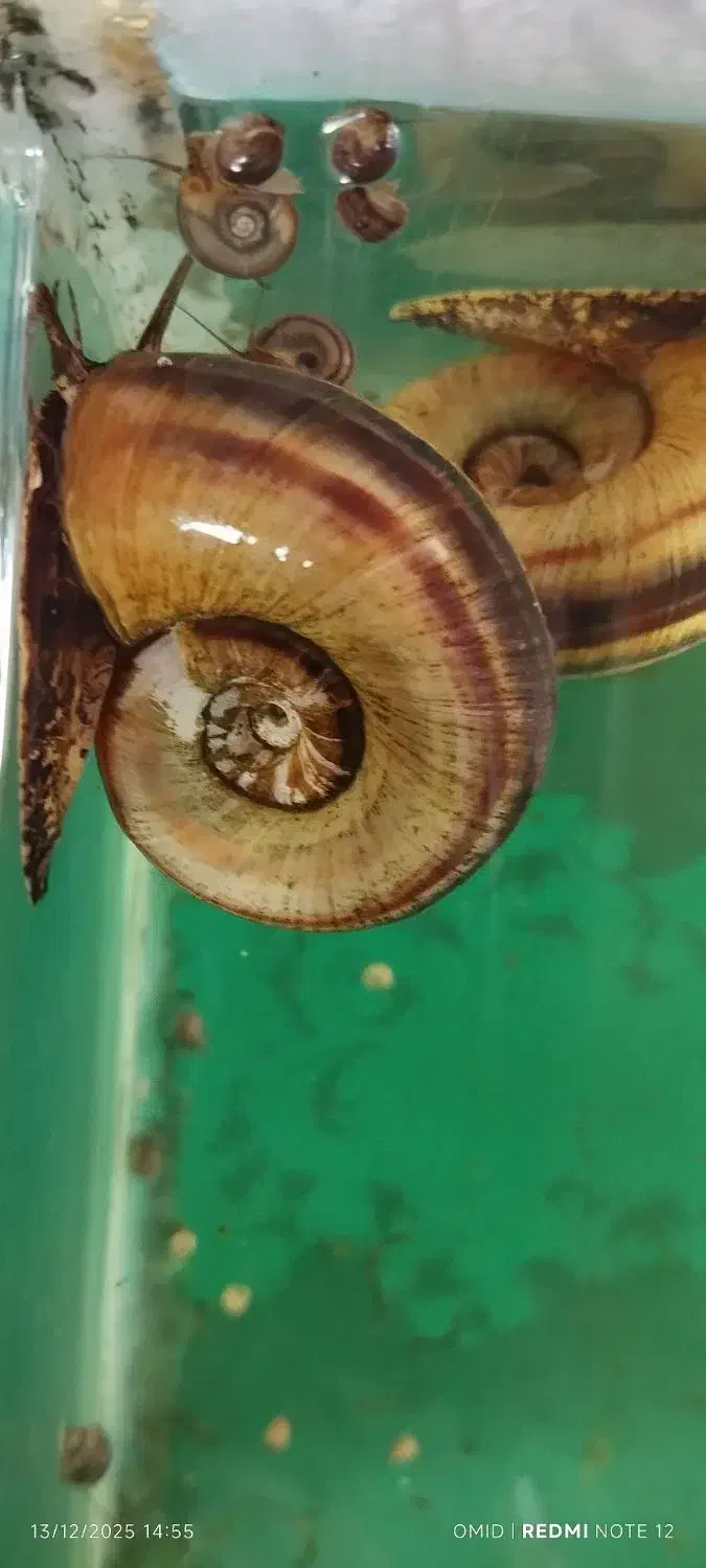 حلزون بالغ و کوچک|ماهی|مرودشت, مسجد رسول|دیوار