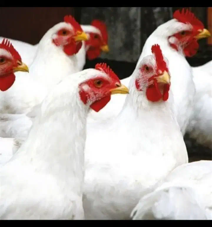 مرغ تخمگذار|حیوانات مزرعه|کهنوج, |دیوار