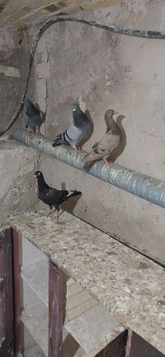 تعدادی کبوتر|پرنده|میانه, |دیوار